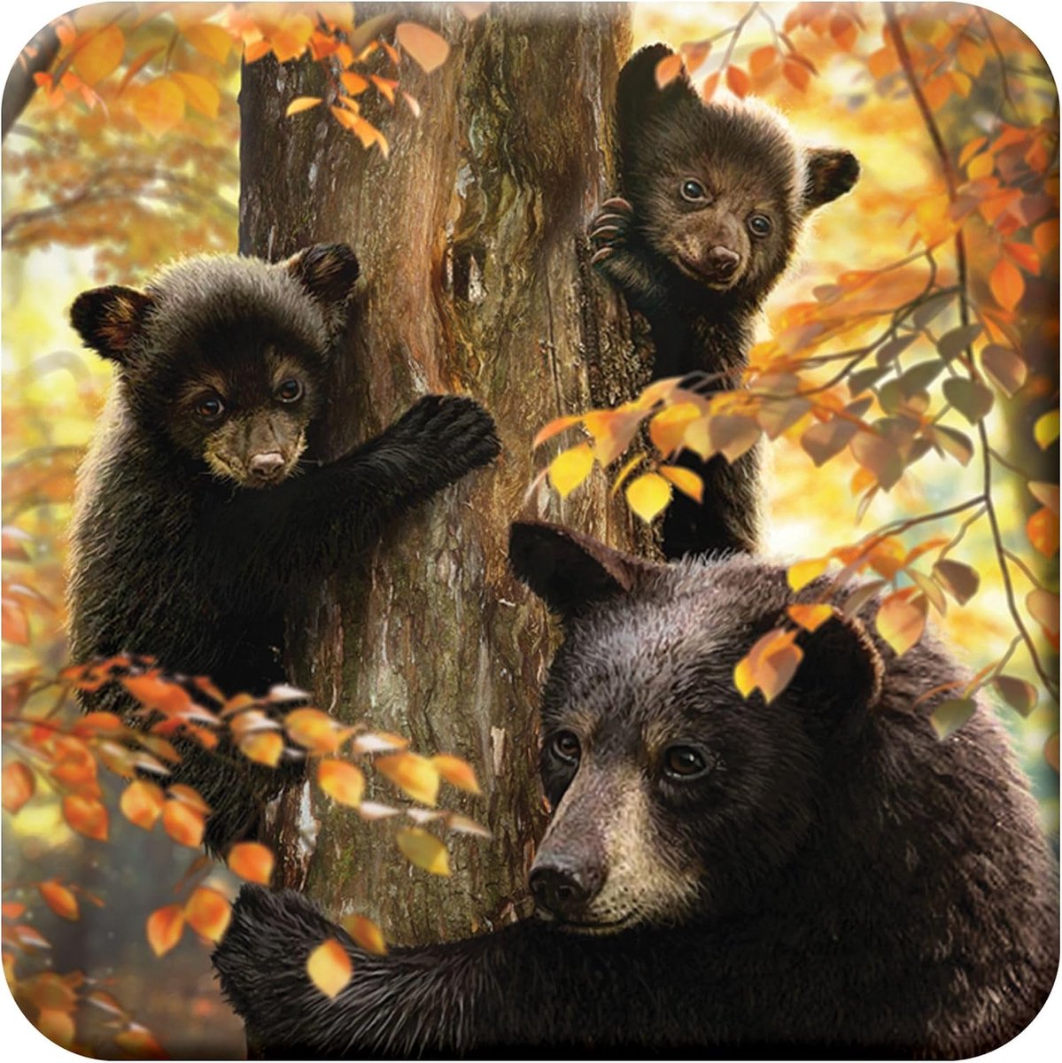 3D LiveLife Cork Coaster - Parental Control of Deluxebase. Lenticular 3D Cork Bear Coaster. Non-slip drinking mat with - ShopVlot