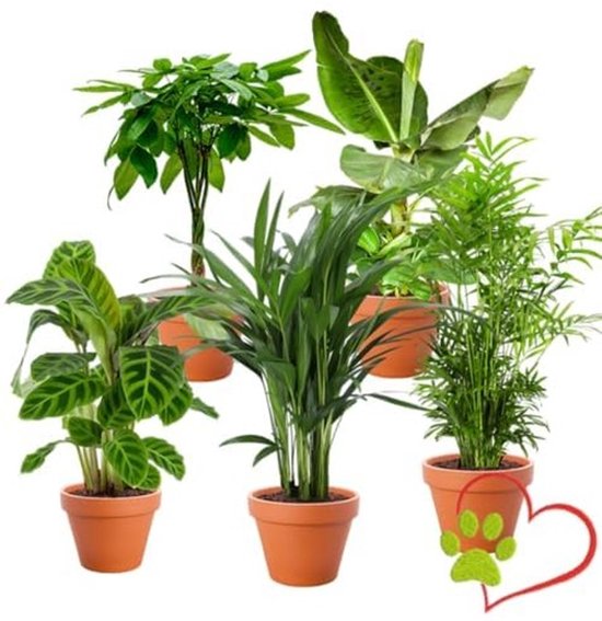 Dailygoods- Plant Set - 5 Planten - Parlor Palm/Goudpalm/Geldboom/Calathea/Bananenplant - Niet giftig - Diervriendelijk - Luchtzuiverend - Kamerplanten
