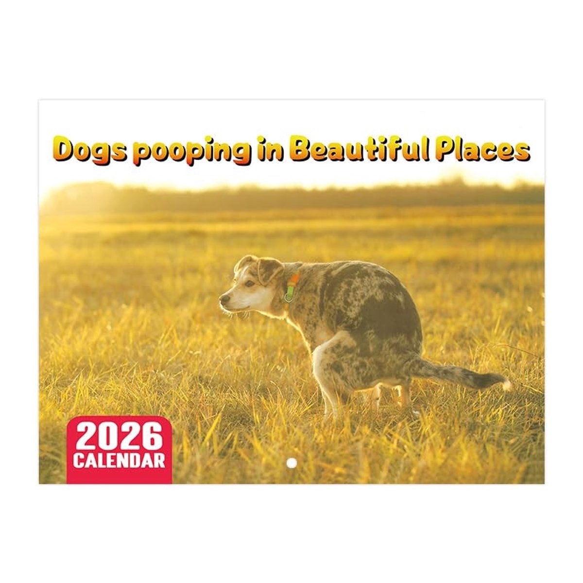 Dailygoods- Hondenkalender 2026 Grappige Honden - Poepende Honden - Dieren Kalender - Maandkalender - Humoristische Kalender - Hoogwaardige Druk
