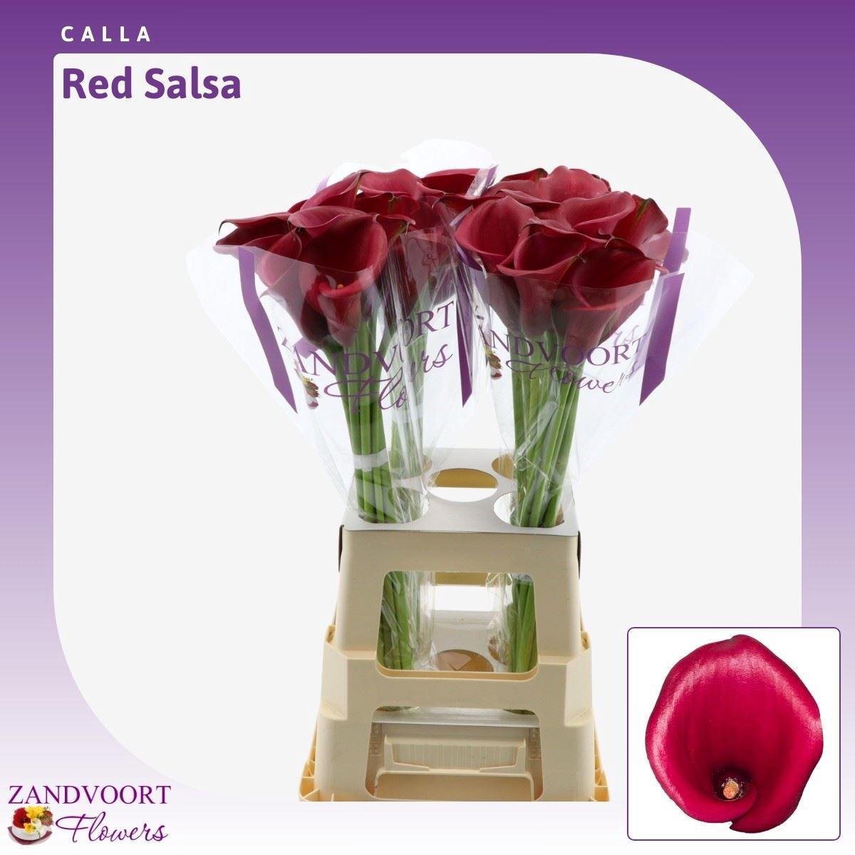 10x Zant.red salsa 70cm
