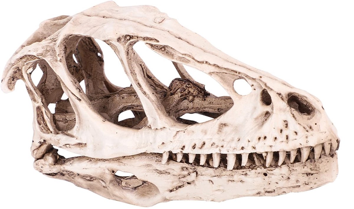 Dailygoods- Dinosaurus Schedel Model - Realistisch Hars - Decoratie - Onderwijs Prop - Thuis/Kantoor - Afmetingen 12,5x4x6,5 cm - Dinosaurusschedel