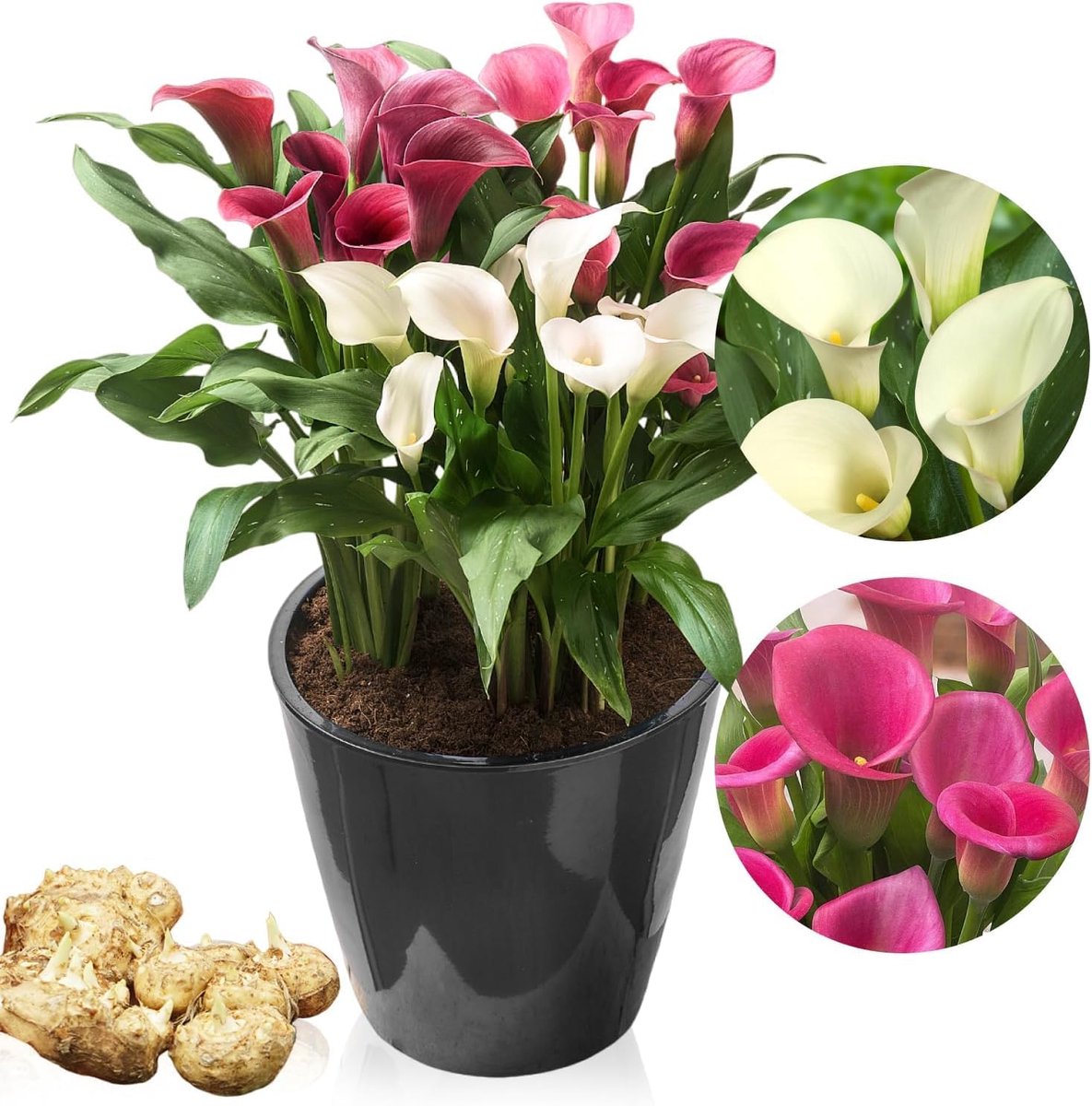 SnelShoppen - Collectie van 10 Zantedeschia-bollen in Roze en Wit - Perfecte Pot- en Tuinplant - Bloembollen Mengsel - 2 Soorten, 5 van Elke Kleur - I