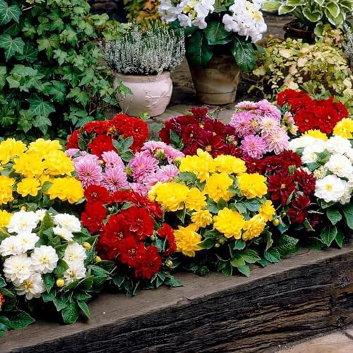 SnelShoppen - Verzameling van 5 Dwergdahliaknollen, Mix van 5 Soorten Dahlia Bloembollen, Grote Winterharde Plantenmix voor Tuin en Potten, Echte Bloe