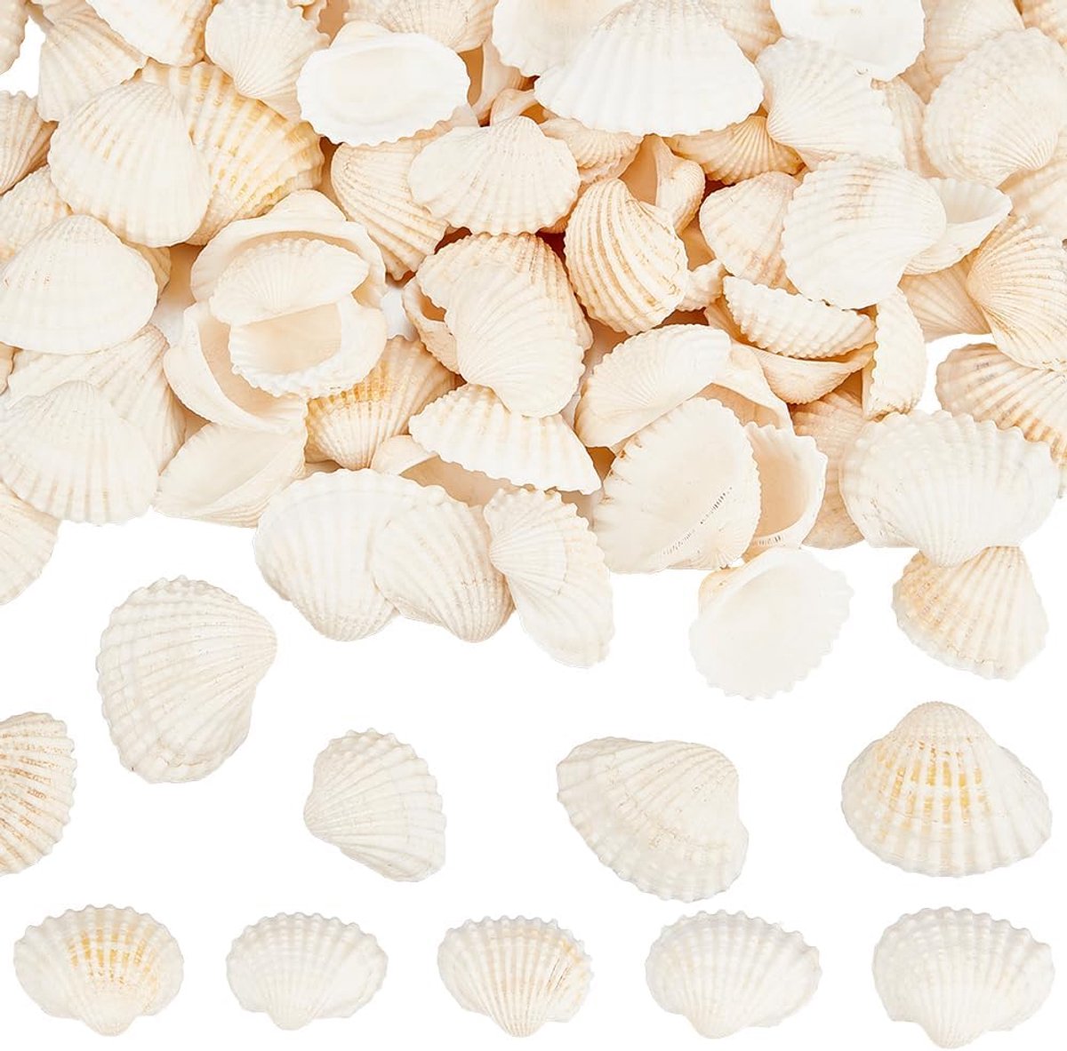 300 stuks kleine schelpschelpen schelpen decoraties natuurlijke zomer strand zee oceaan thema dieren geen gat ongeboord kralen ornament voor bruiloft thuis strand thema feest aquarium vaas