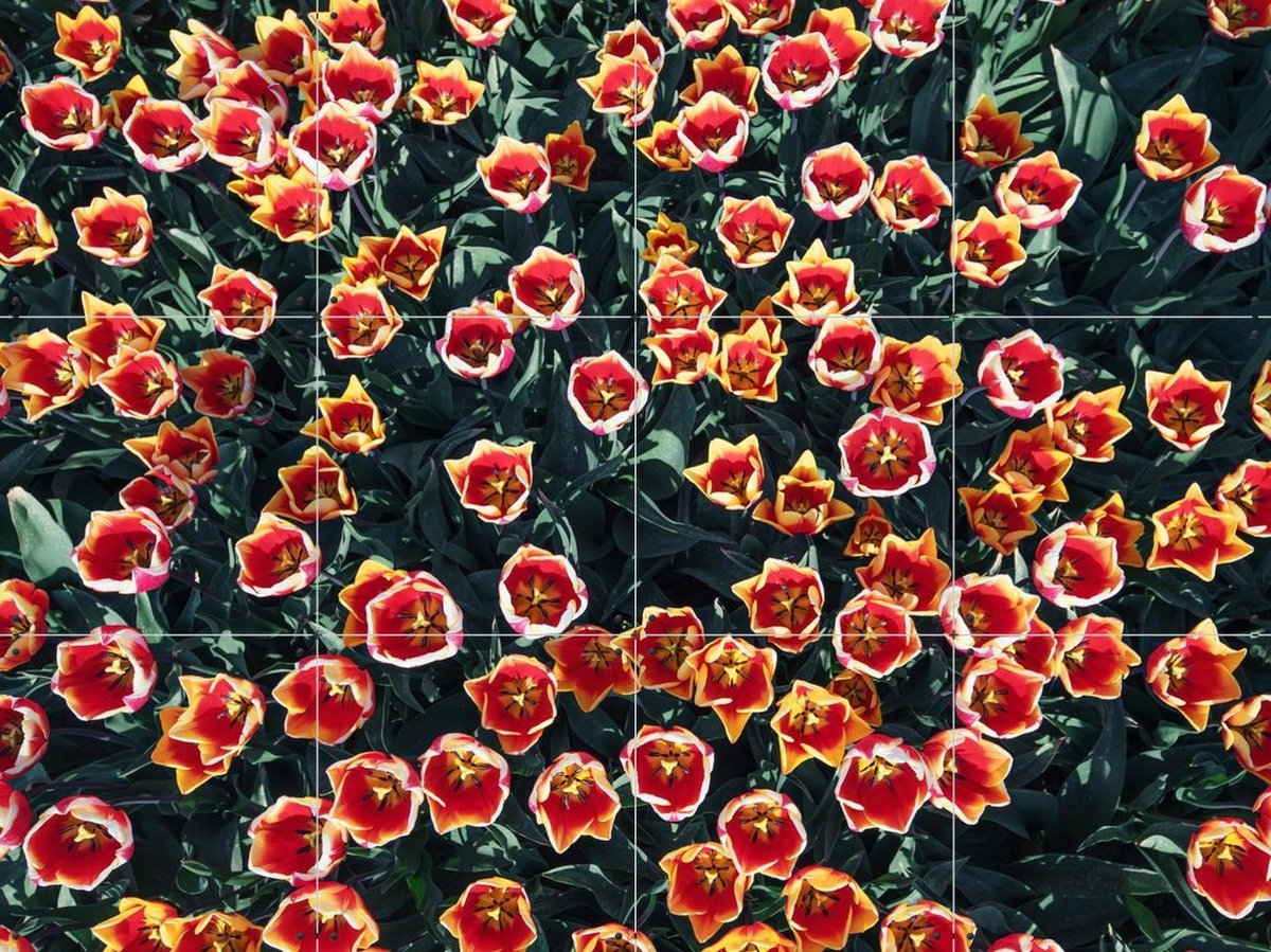 IXXI Floral Symphony, Claire Droppert - 80 x 60 cm - Gratis ophangtool - Grote wanddecoratie en posters - Fotografie, Gang, Woonkamer, Trap, Eetkamer