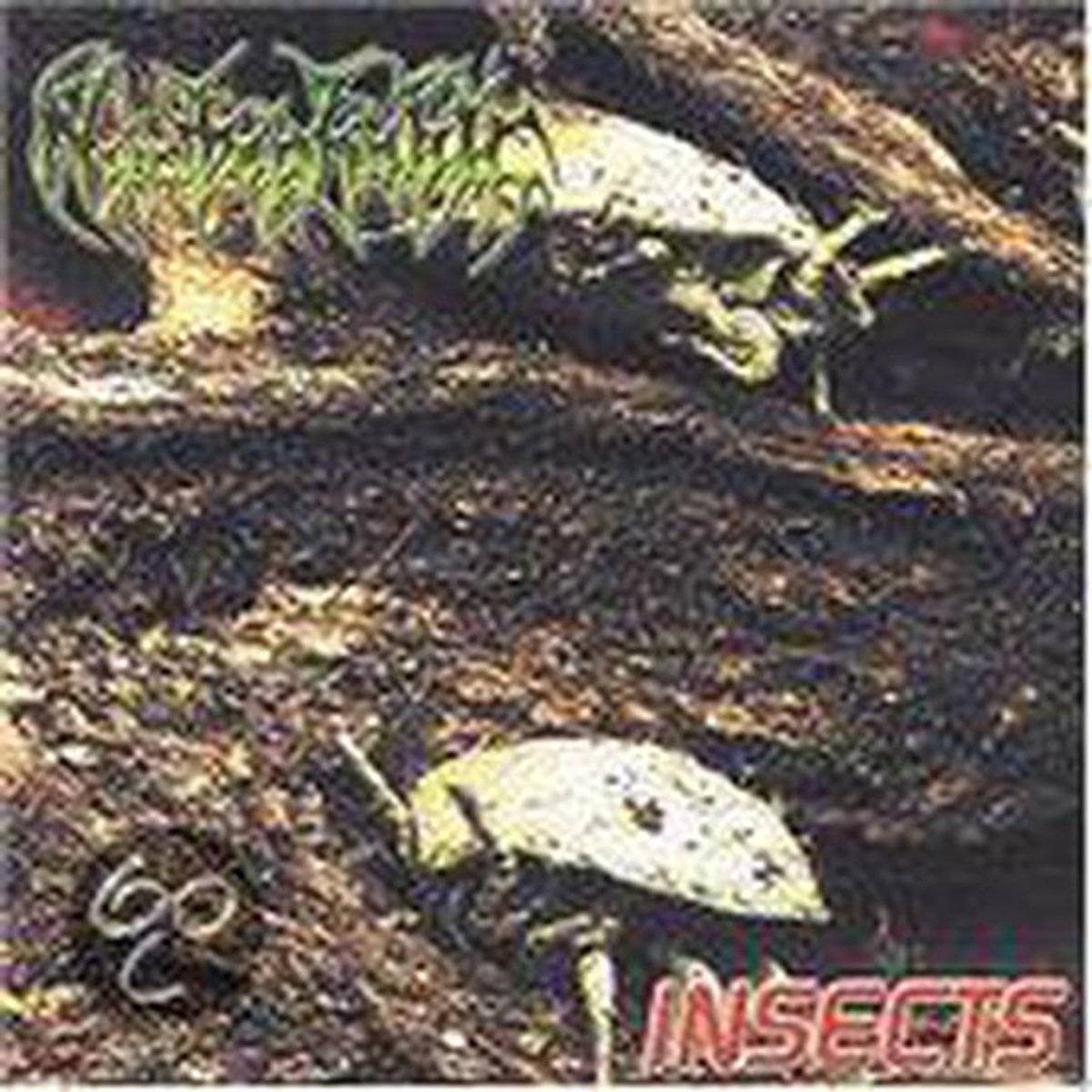 Insects