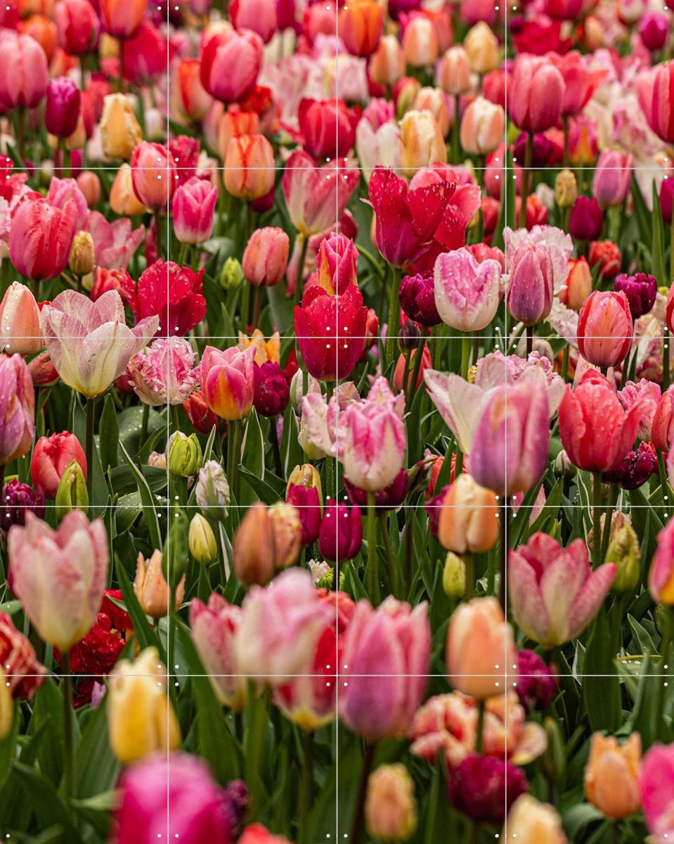 IXXI Keukenhof, Margriet Hulsker - 80 x 100 cm - Gratis ophangtool - Grote wanddecoratie en posters - Fotografie, Kleurrijk, Woonkamer, Slaapkamer