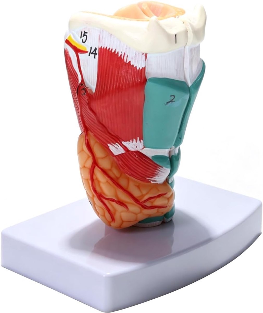 Pvc Larynx Model Keel Anatomie Vocaal Koord Onderwijs Model Voor Ziekenhuis School Kliniek Desktop Display