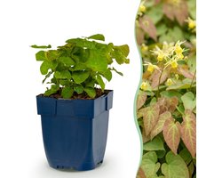 Green boutiQ - Vasteplant - Epimedium perralch. Frohnleiten - Elfenbloem - Schaduw - Geel - 6 Planten - Pot 11cm - Hoogte 15-25cm