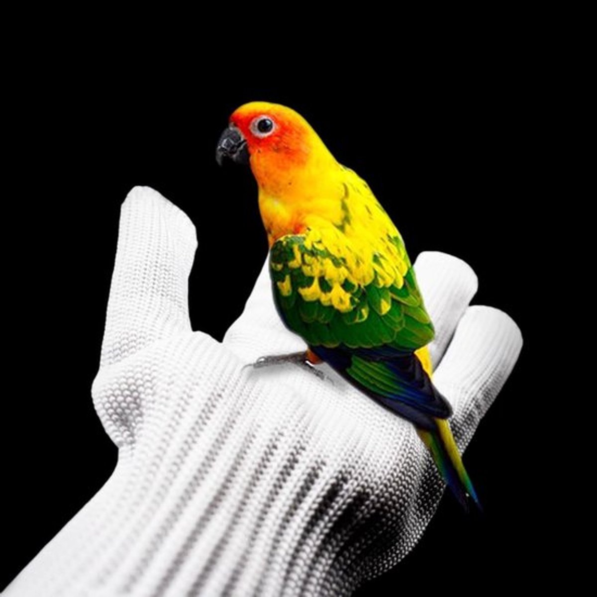 Trainingshandschoenen voor vogels om kauwwerk te beperken