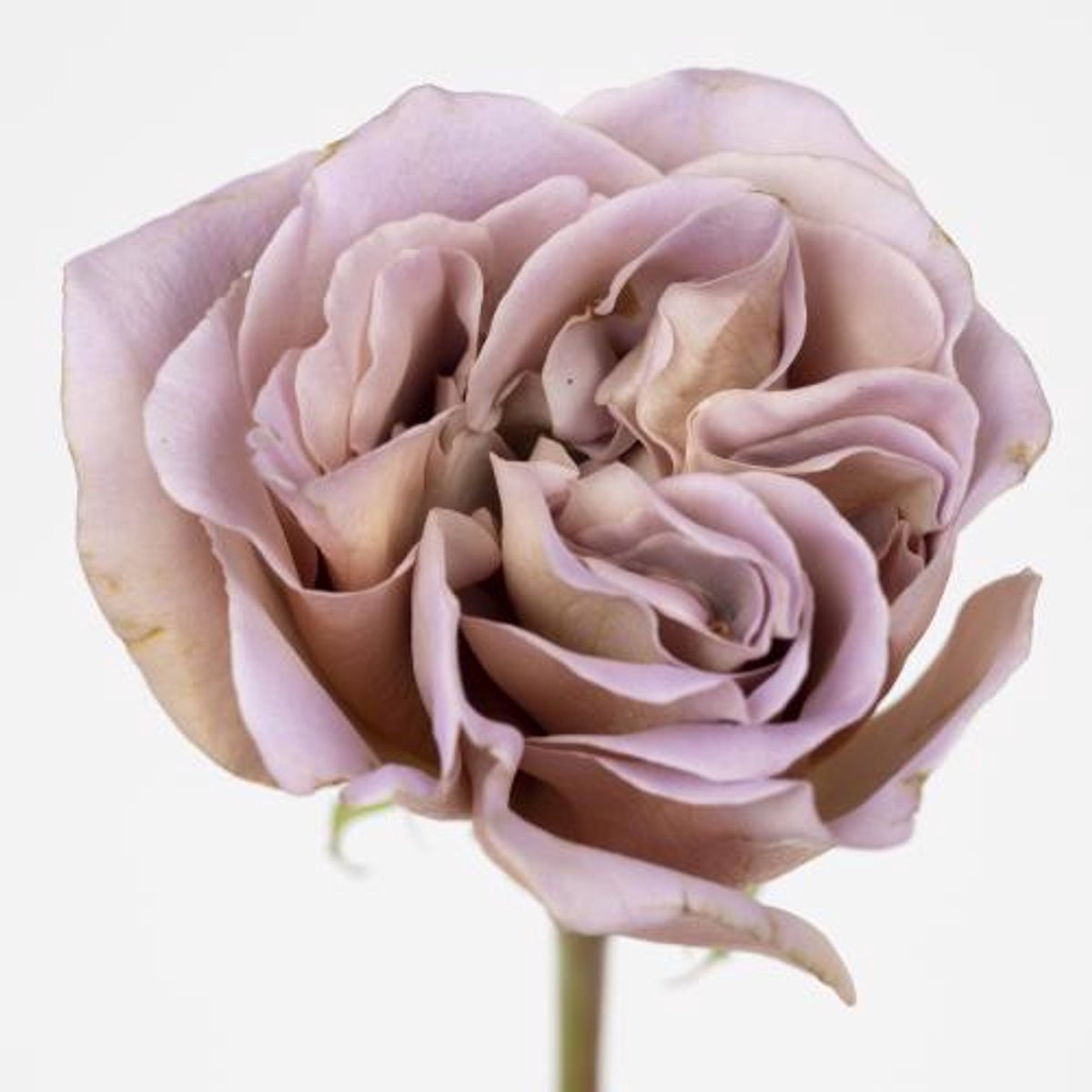 20x Rosa café latte 40cm
