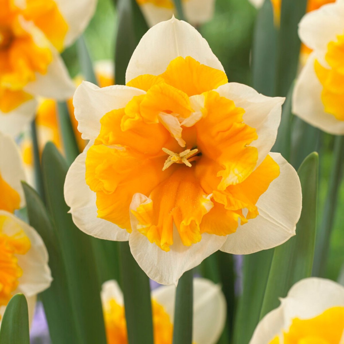 Narcis (Narcissus) - Orangery - sus - Snijbloemen - Voorjaarsbollen - bloeit in Maart / April / Mei