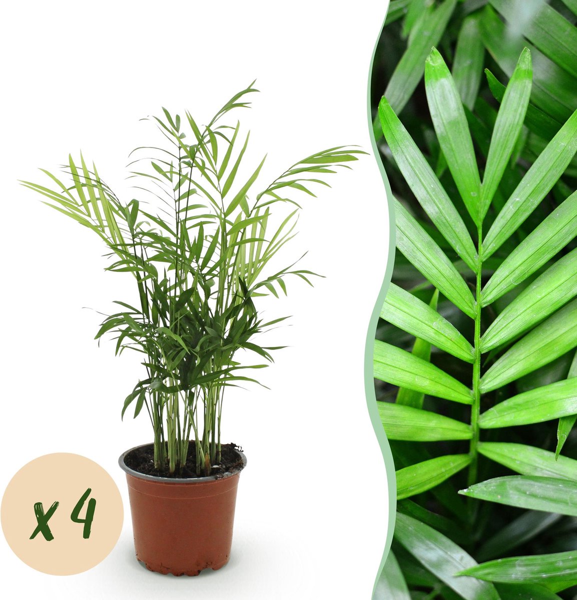 Kamerplant - Chamaedorea elegans - Goudpalm - Huisdiervriendelijk - Groen - 4 Planten - Pot 12cm - Hoogte 35-40cm