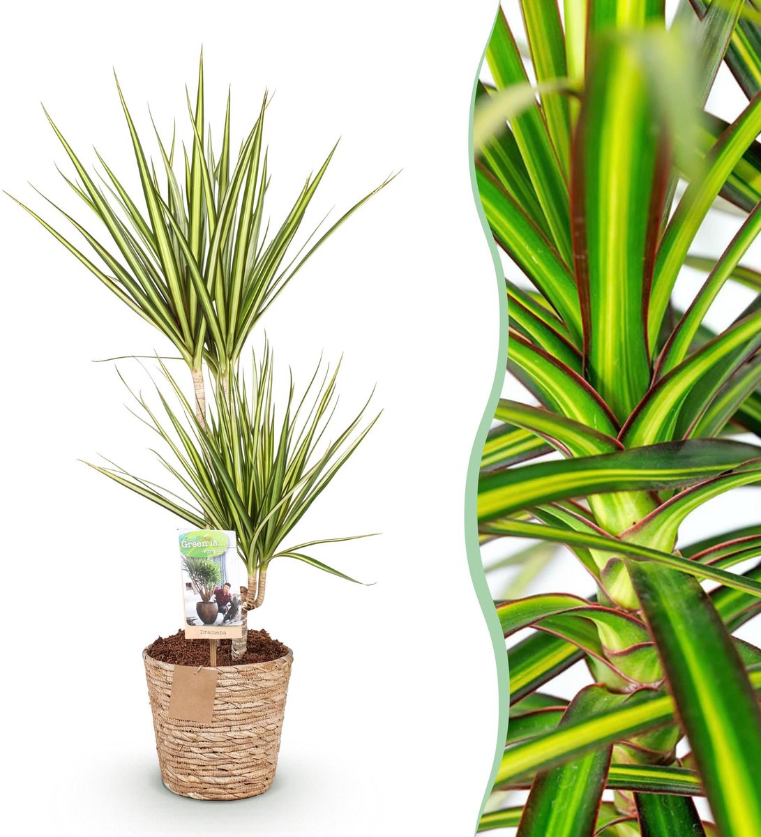 Green is... Kamerplanten - Dracaena Sunray - Drakenbloedboom - Weinig onderhoud - met mand - Groen - 1 Plant - Pot 17cm - Hoogte 70-75cm