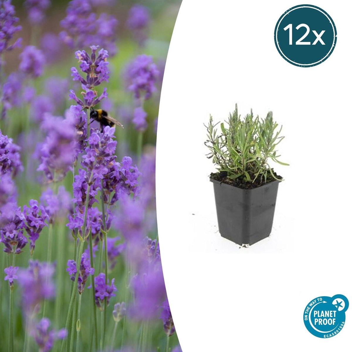 12x Lavandula ang. 'Munstead' - 10-25cm - Ø9cm