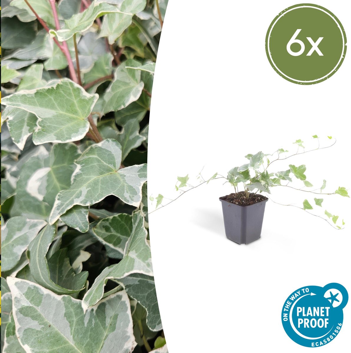 6x Hedera helix 'Glacier' - 10-25cm - Ø9cm