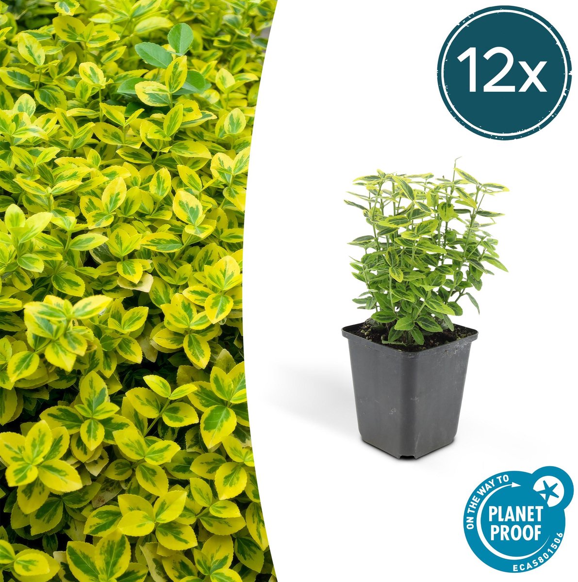 12x Euonymus fort. 'Emerald 'n Gold’ - 10-25cm - Ø9cm