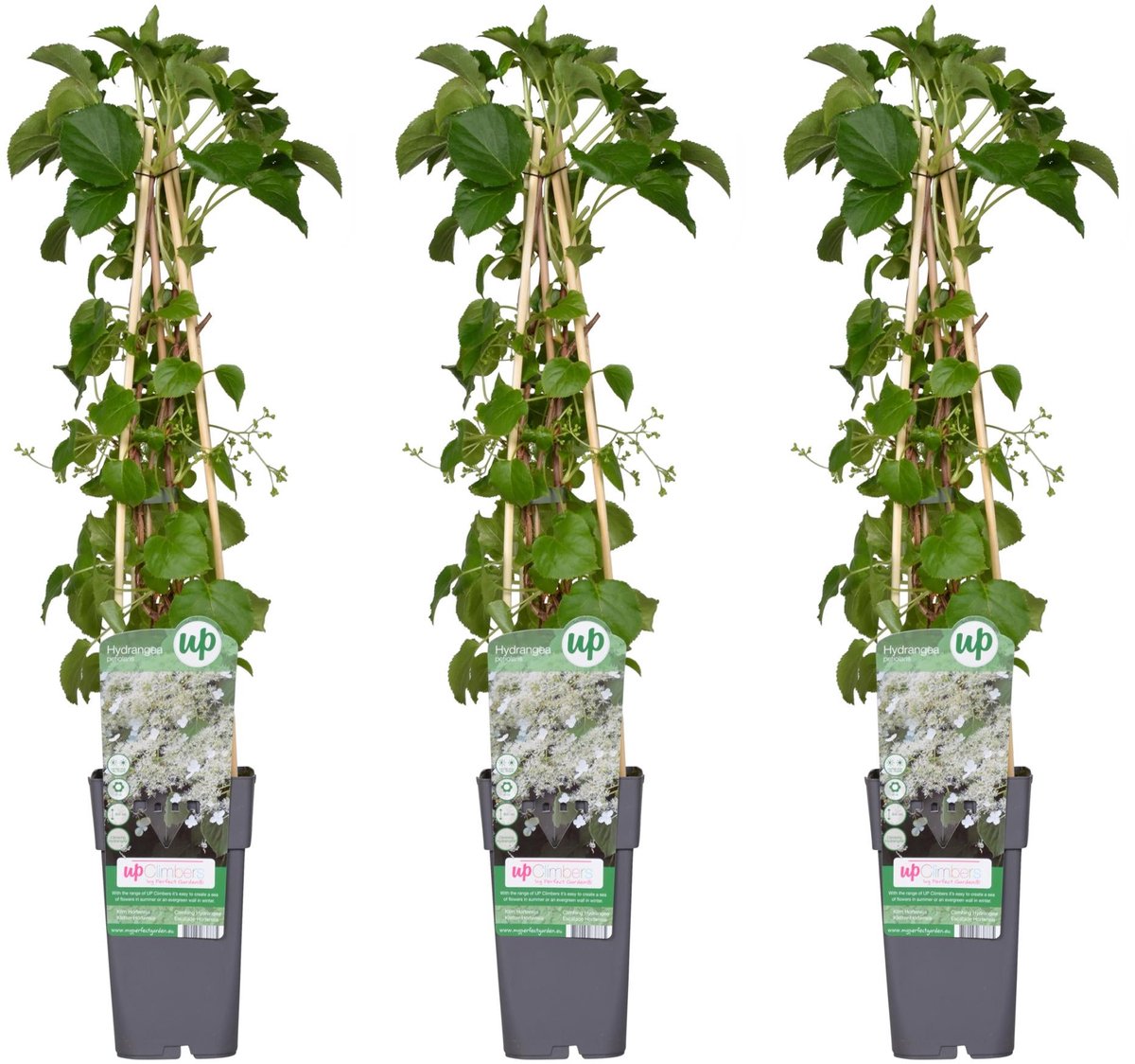 3x - Hydrangea petiolaris - ↨65cm - Ø15