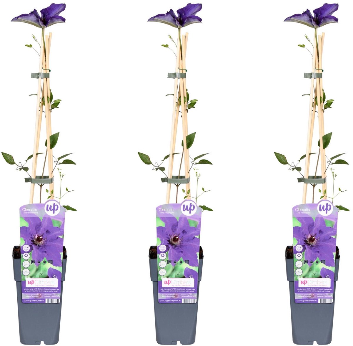 3x - Clematis The President - ↨65cm - Ø15