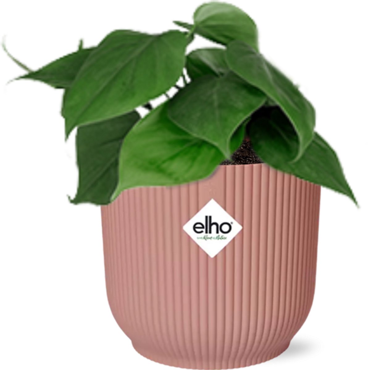 Philodendron Scandens in ELHO Vibes Fold 14cm roze