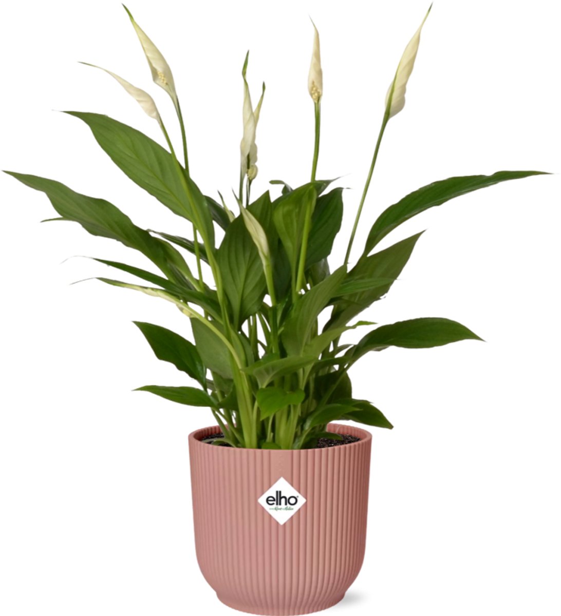 Spathiphyllum 12 Cm Torelli in ELHO Vibes Fold 14cm roze