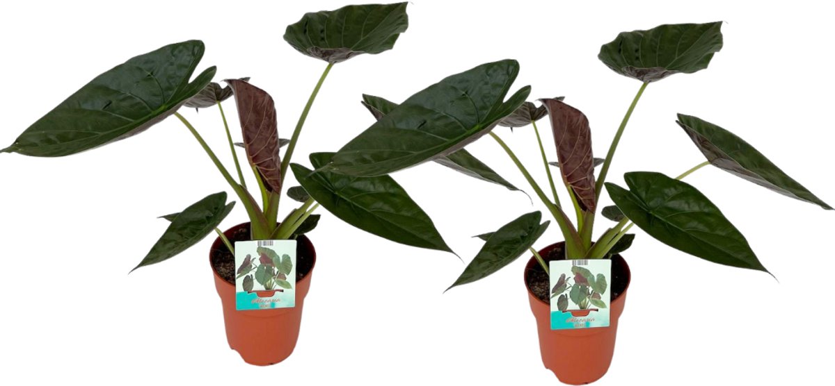 Alocasia Wentii - 2 stuks - Ø19cm - 85cm