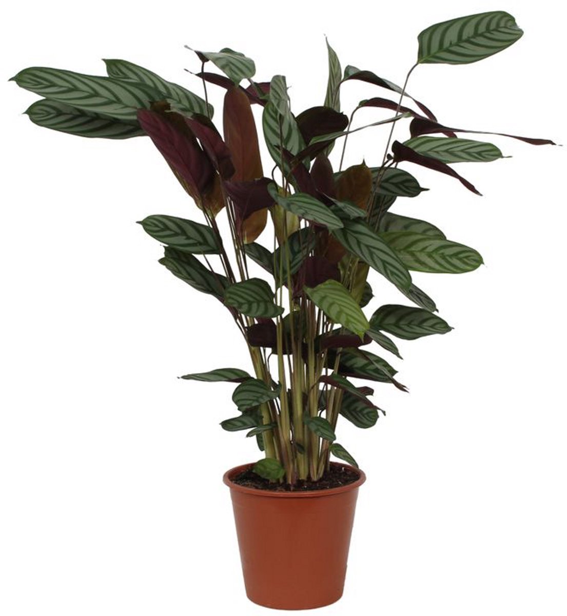 Calathea Compactstar - 80 cm - Ø19cm