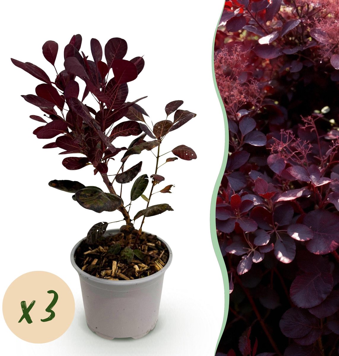 Tuinplant - Cotinus coggyria Lilla - Paars 3 Planten - Bladverliezend - Weinig Onderhoud - Pot 12cm Hoogte 35cm