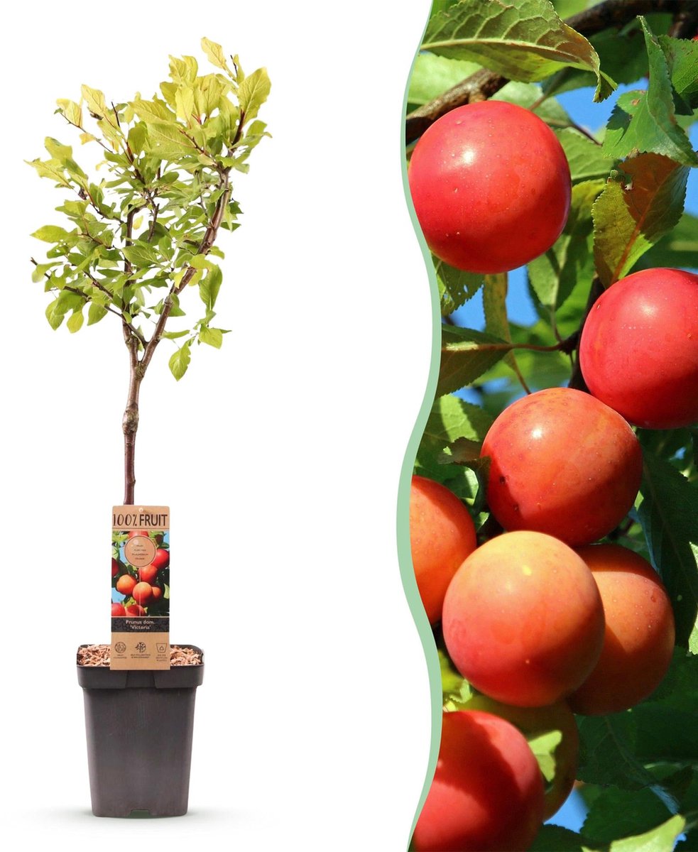 Fruitboom - Prunus domestica Victoria - Appelboom - Winterhard - Roze-Oranje Appel - 1 Plant - Pot 21cm - Hoogte 90cm