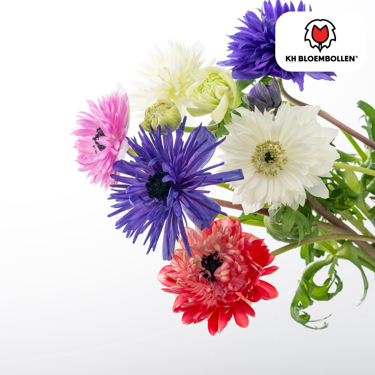 Anemonen dubbel 30 stuks