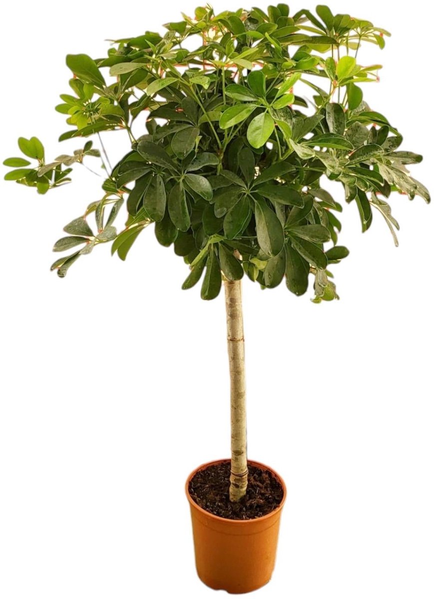 Schefflera op stam - 130 cm - ø21