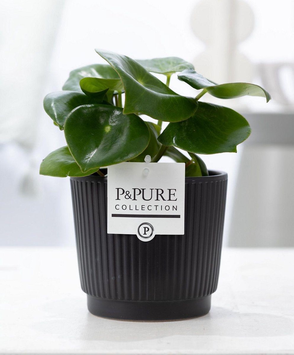 Peperomia Raindrop In P&PURE Liv Ceramics Matt Black - Ø12cm - 25cm