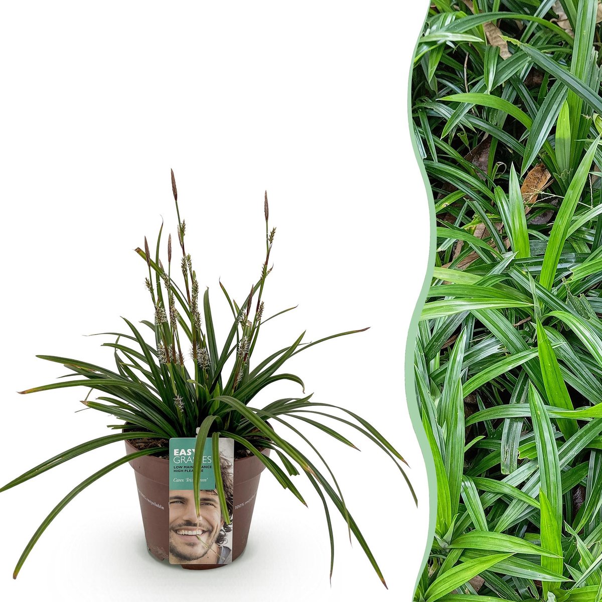 Siergrassen - Carex morrowii Irish Green - Groen & Geel - 1 Plant - Groenblijvend - Winterhard - Pot 17cm Hoogte 50cm