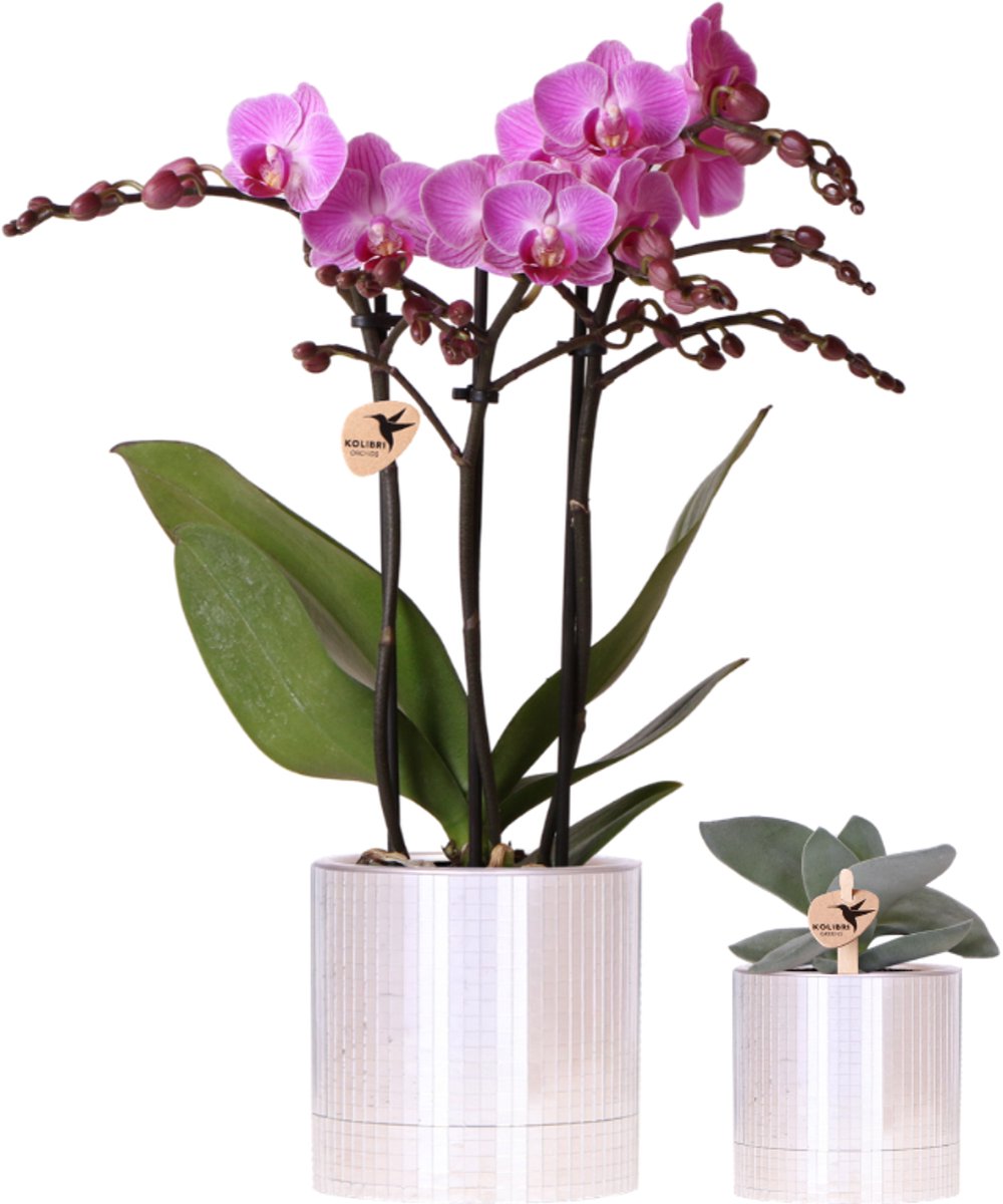 Kolibri Company | Plantenset Disco | Paarse Vienna orchidee Ø9cm + Succulent incl. keramieken sierpotten