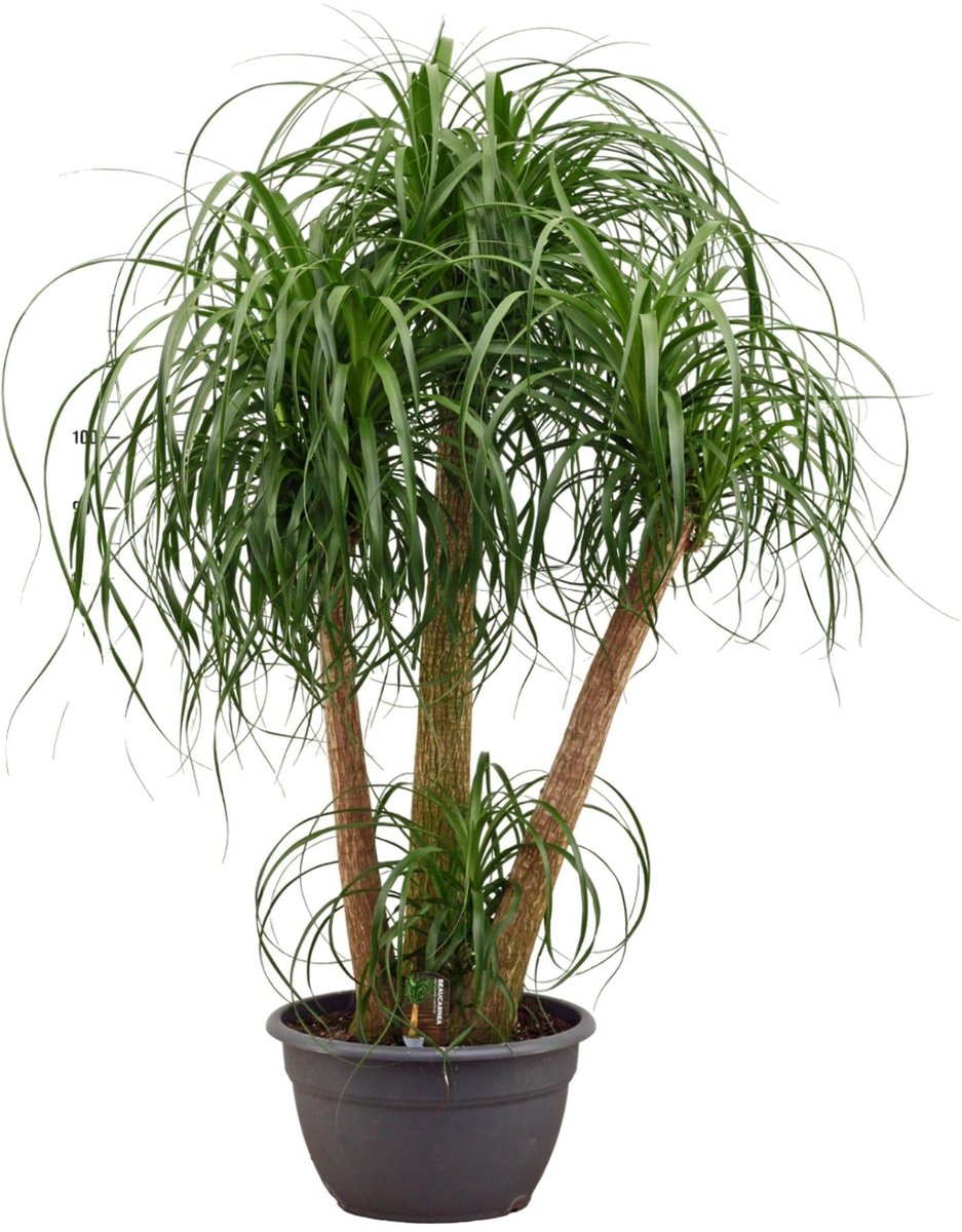 Beaucarnea multi stam - 130cm