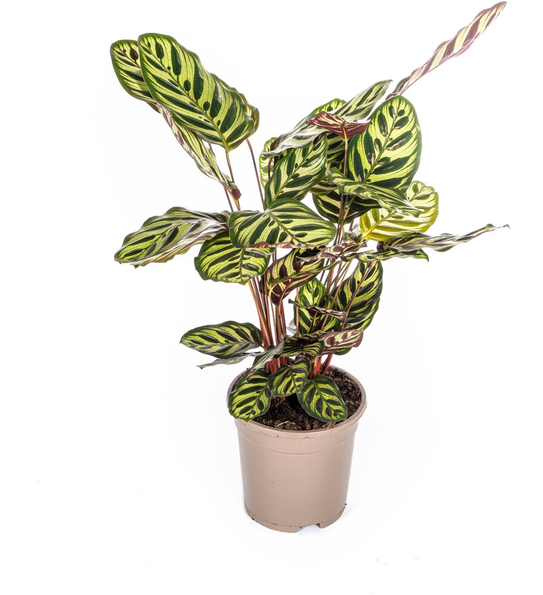 Calathea Makoyana Ø17cm - 40 - 50cm