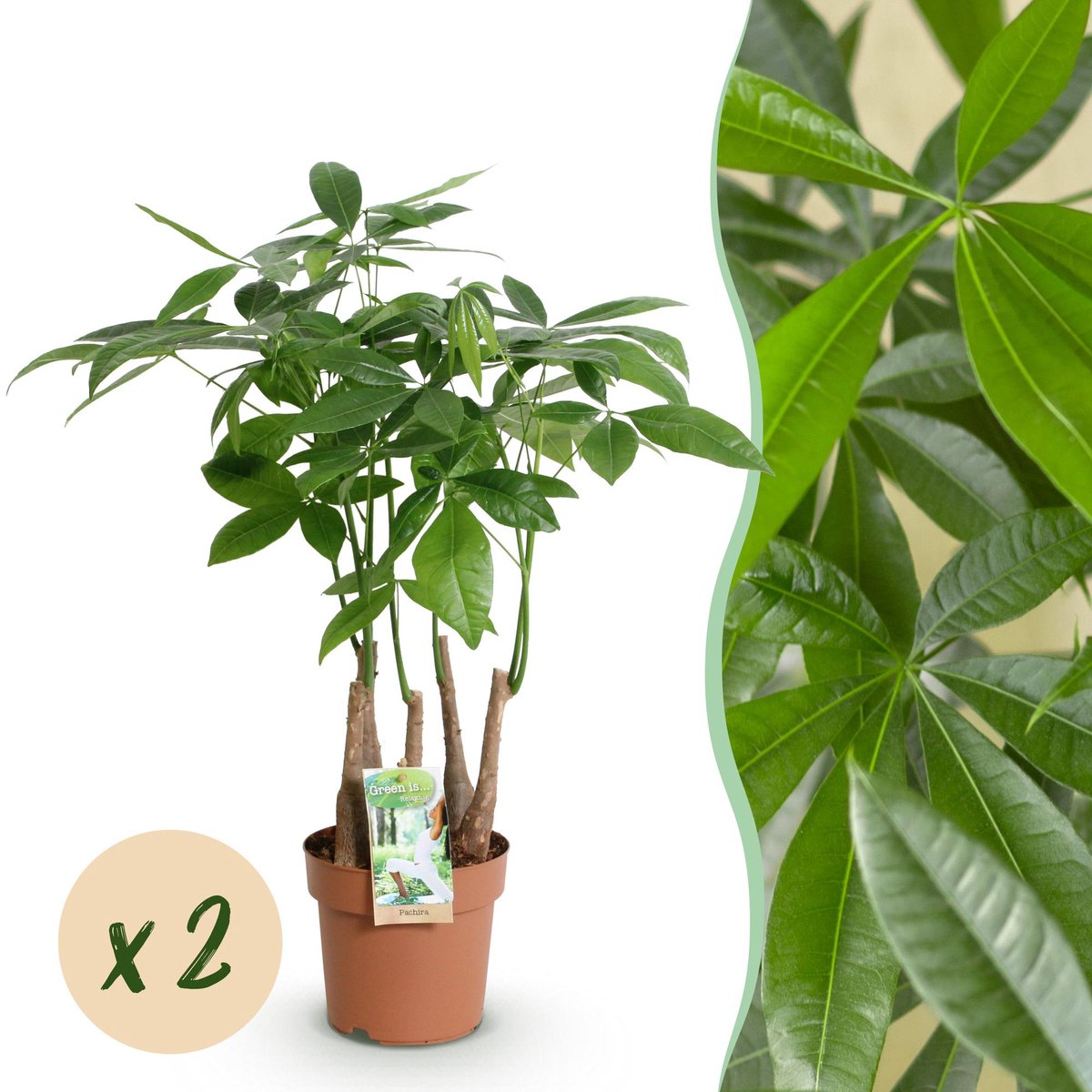 Green is... Kamerplanten - Pachira Aquatica multi stam - Geldboom - Weinig onderhoud - Groen - 2 Planten - Pot 17cm - Hoogte 50-55cm