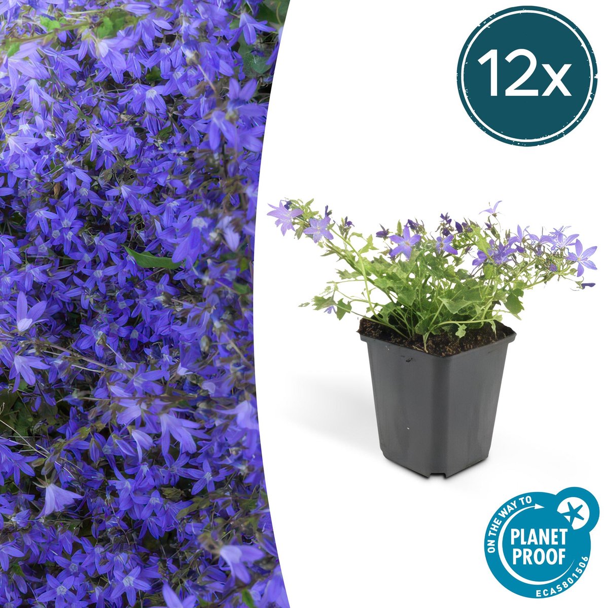 12x Campanula poscharskyana 'Stella' - 10-25cm - Ø9cm