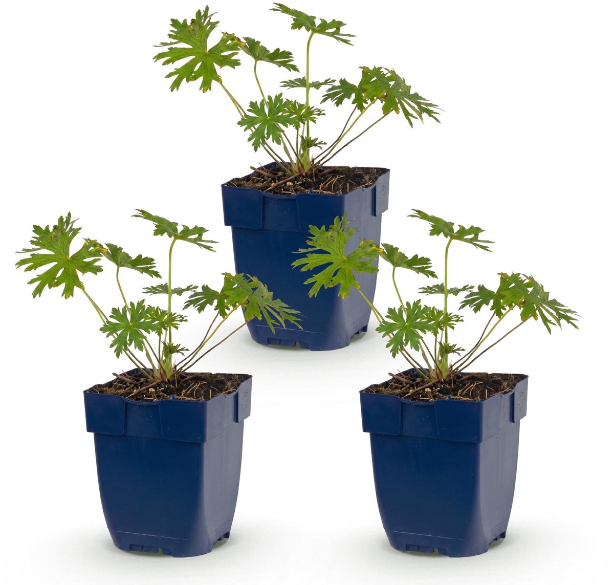 Vasteplant - Geranium Johnson's Blue - Ooievaarsbek - Bodembedekkend - Blauw - 3 Planten - Pot 11cm - Hoogte 15-25cm