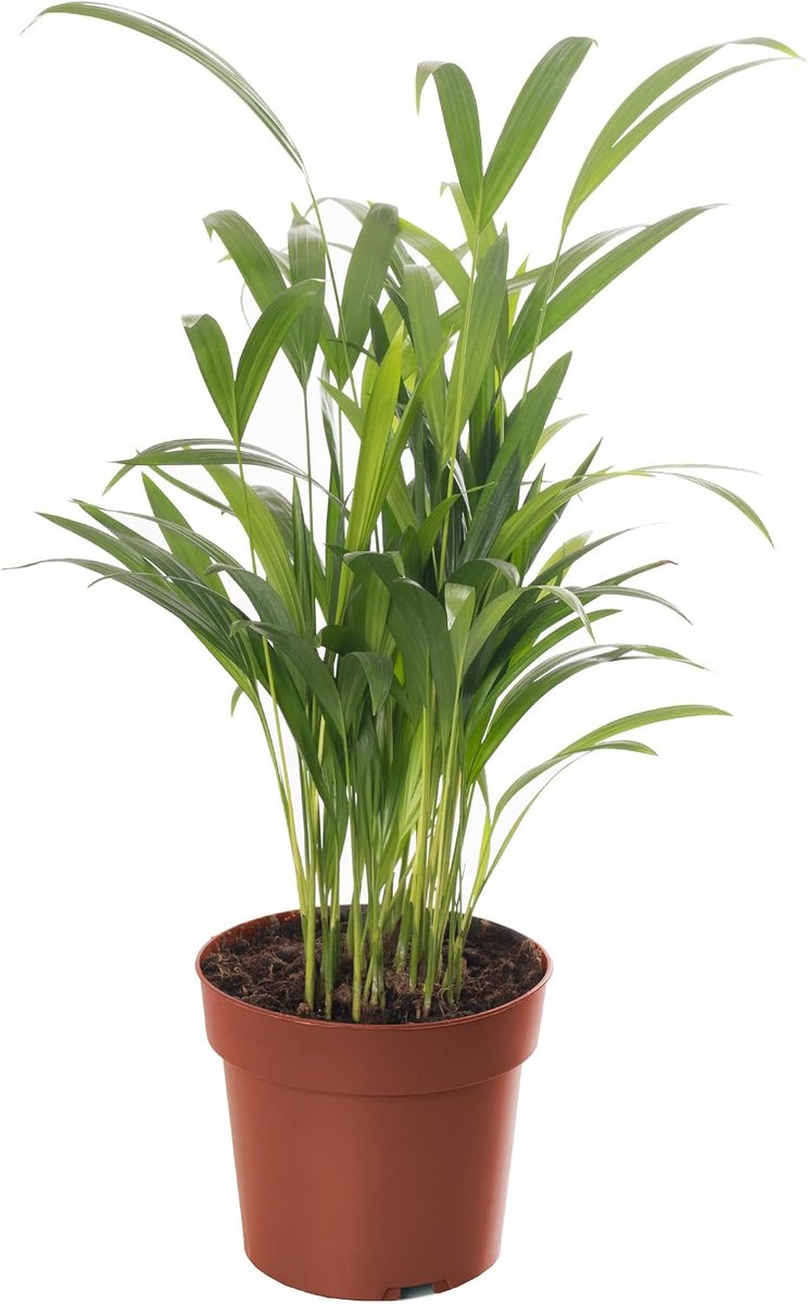 Dream Areca Palm, goudfruitpalm), kamerplant, tropisch, groenblijvend, groot en echt, plantengrootte incl. pot 30-40 cm, palmplant voor kamer, kantoor enz.