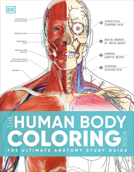 Illustration d'anatomie humaine montrant les muscles, les vaisseaux sanguins et le crâne, avec des étiquettes telles que 'Frontal belly of occipitofrontalis' et 'Common carotid artery'.