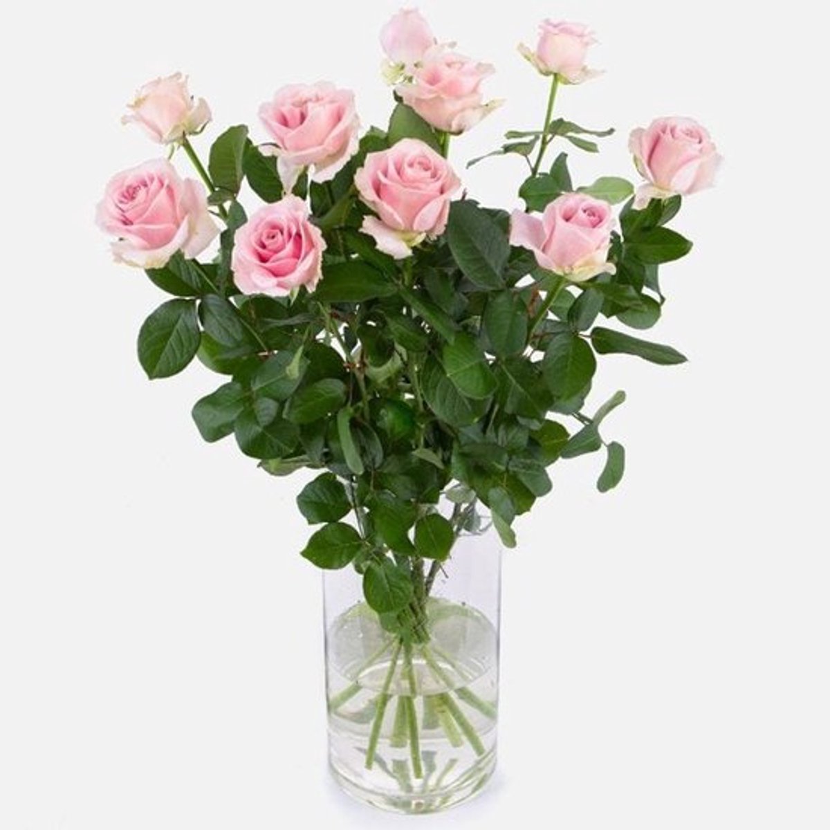 Verse roze rozen - PRIJSPAKKER - Lengte ± 60 centimeter - Per 10 stuks