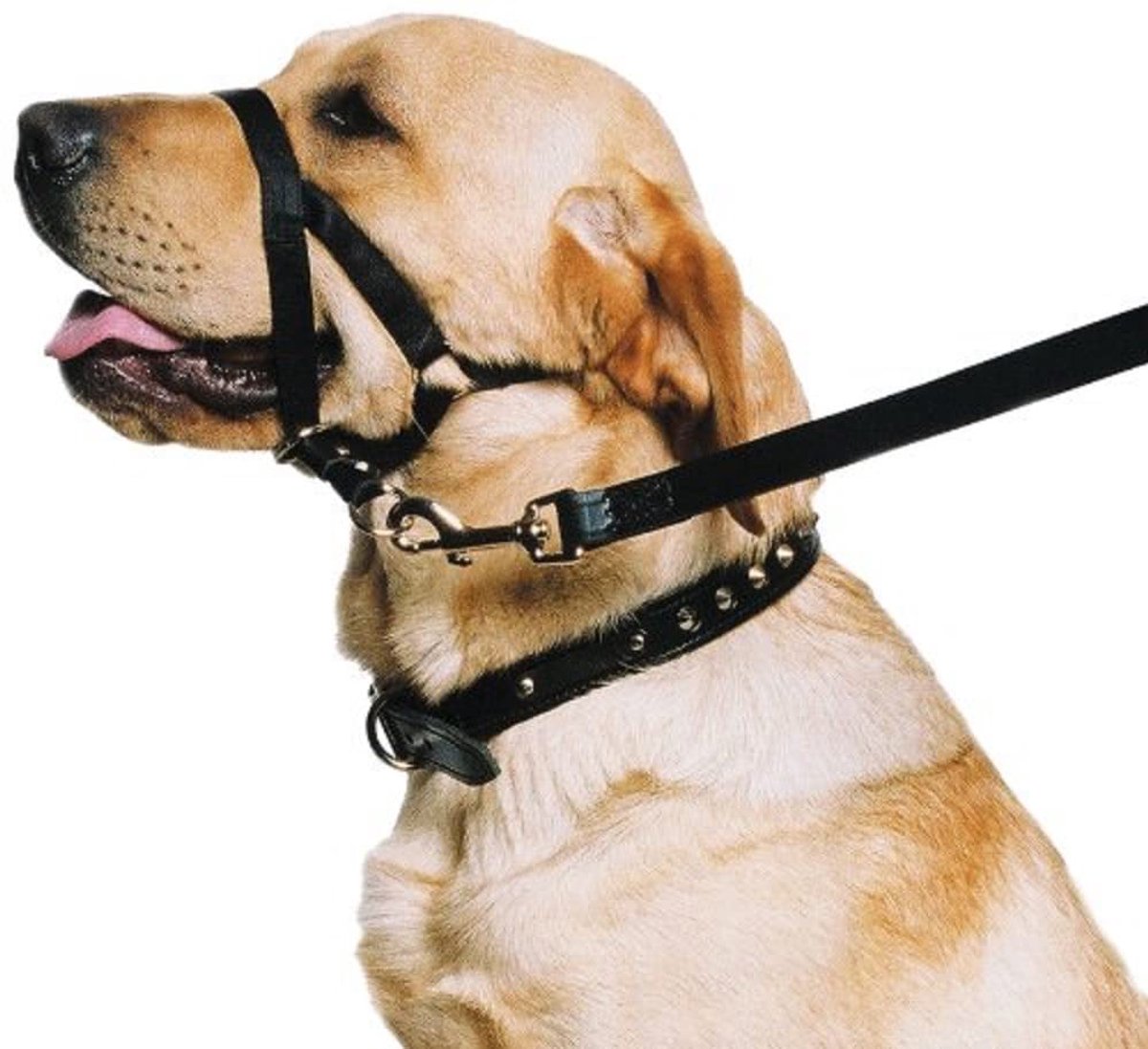Ancol Weerbestendige Nylon Zwarte Training Halter Hoofdkraag Dierlijke Huisdier Training Accessoire, Medium - ShopVlot