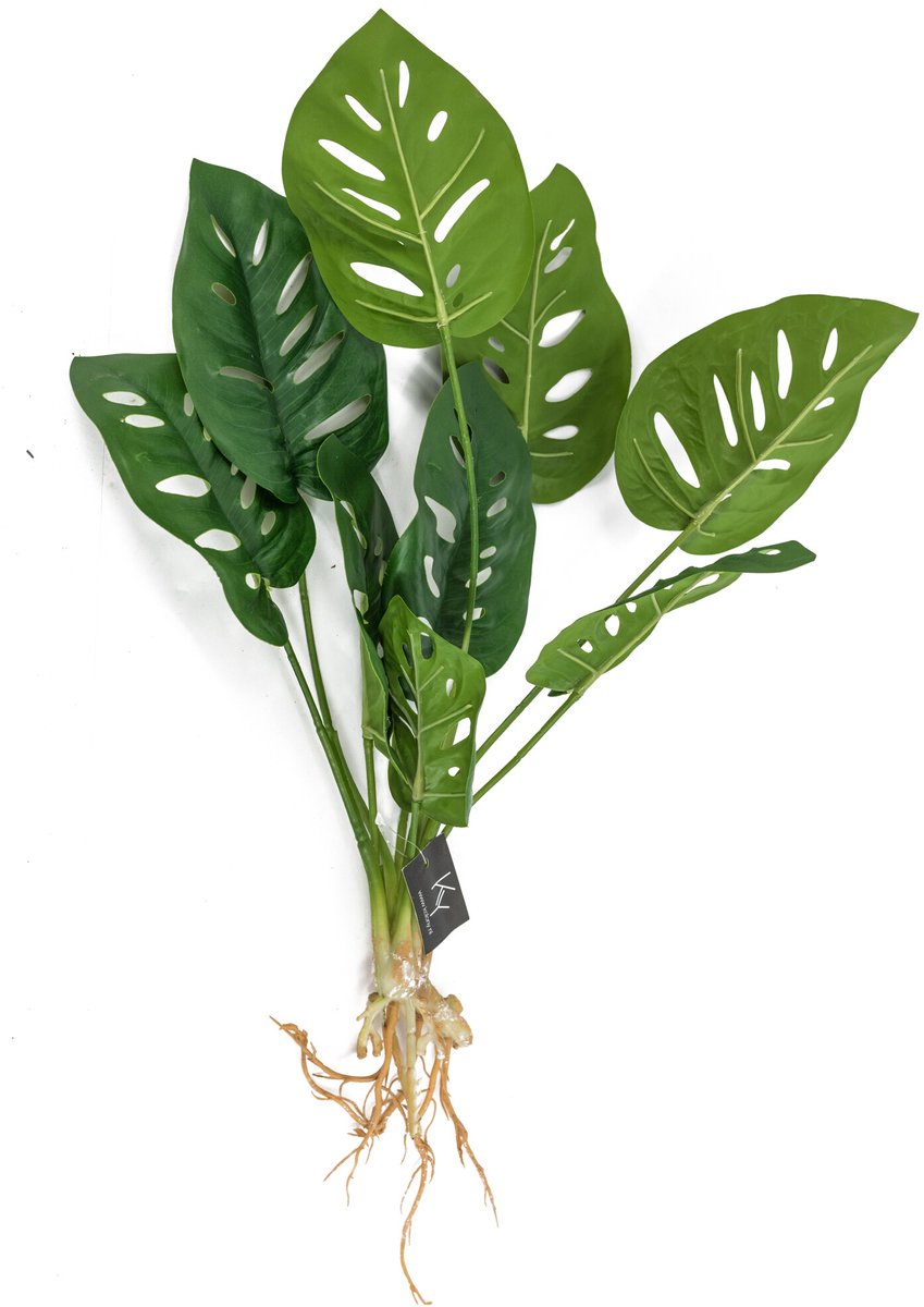 Monstera met wortel