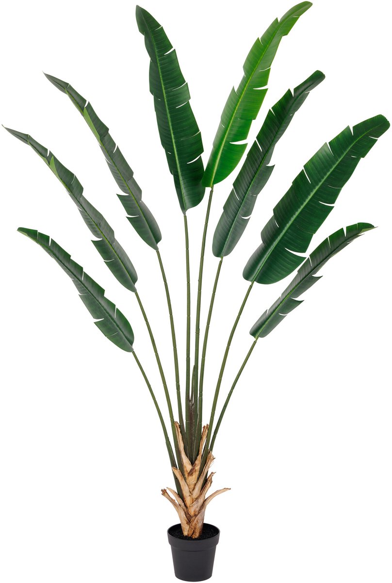 Kunstplant Strelitzia real touch 215cm