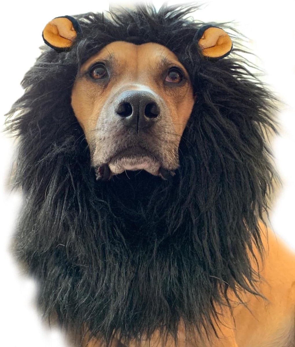 Luxe hondenkostuum voor Halloween en kerst met leeuwenkop en oren, perfect voor feestjes
