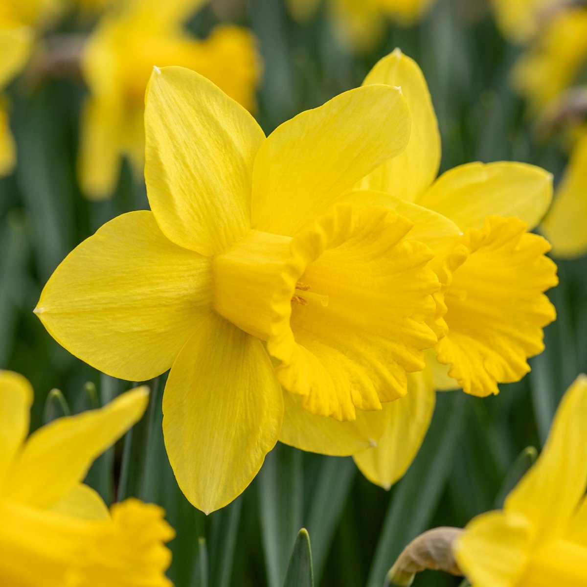 Green boutiQ - 60x Narcissus Carlton - Gele narcis - Geel - Voorjaarsbloeier - Bolmaat 12/14