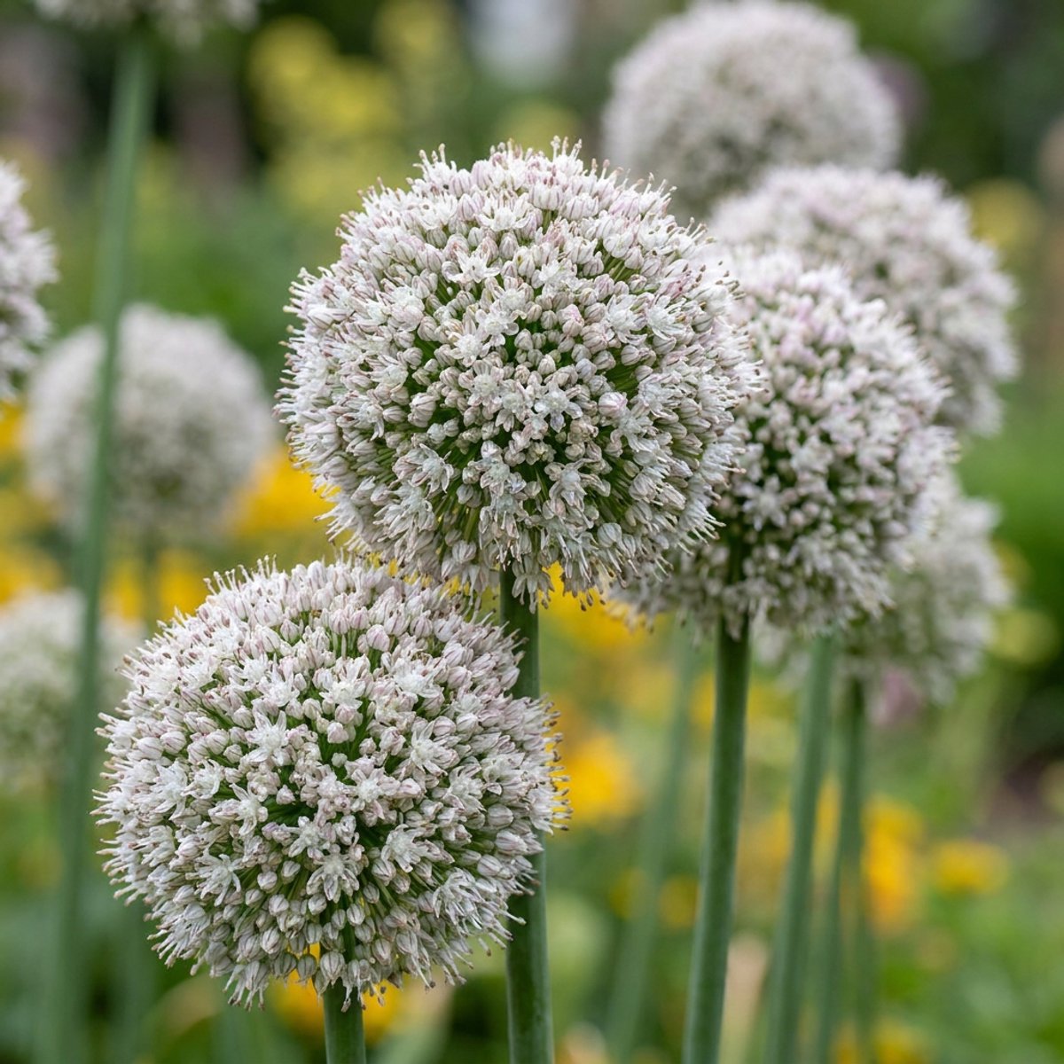 Green boutiQ - 80x Allium Ping Pong - Sierui Ping Pong - Wit - Zomerbloeier - Bolmaat 6/7