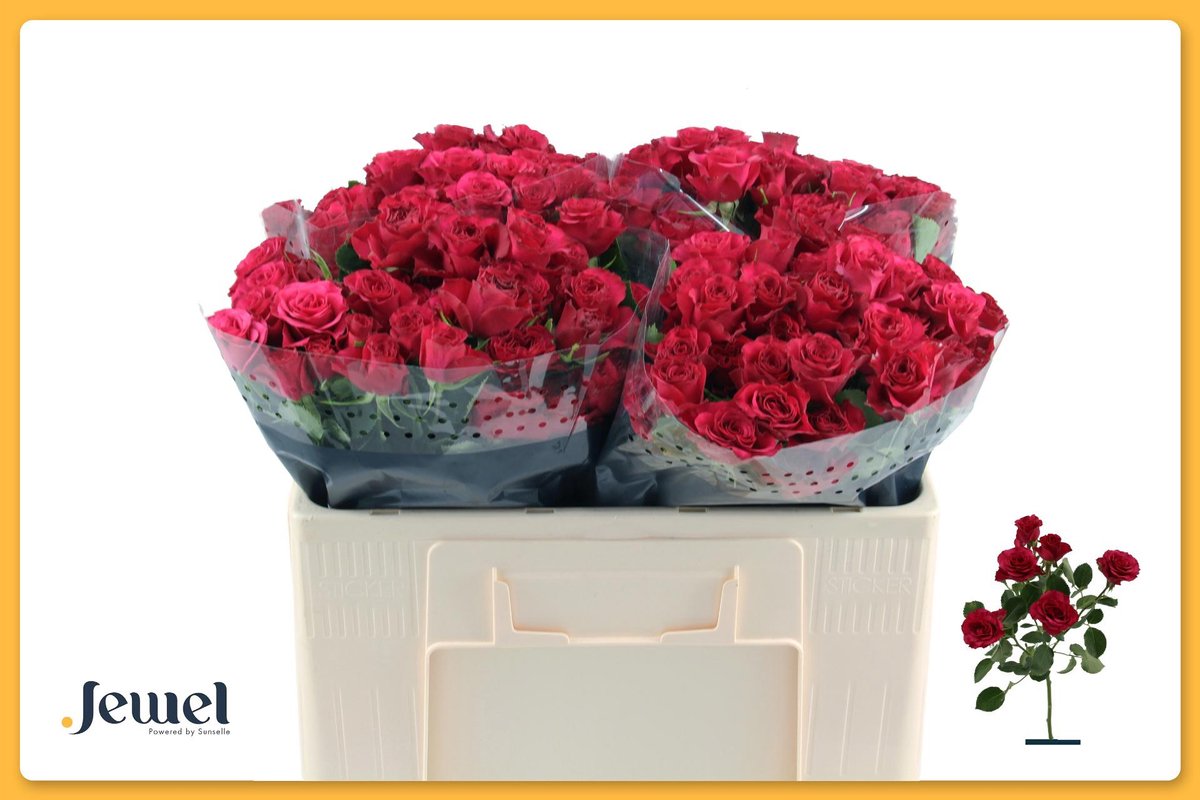 10x Rosa roseberry 50cm