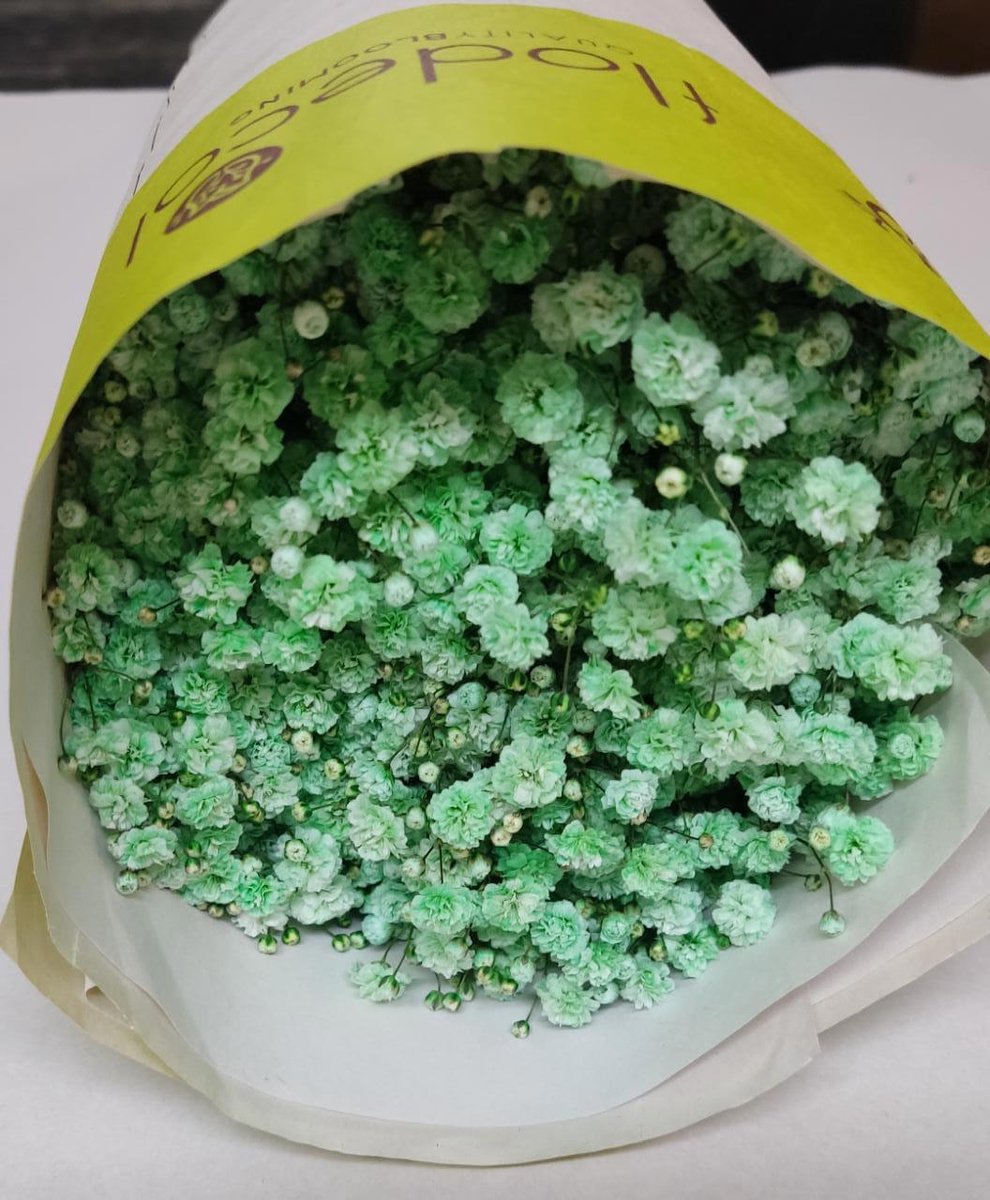25x Gipskruid xlence mintgroen 70cm